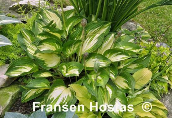 Hosta Peppermint Ice